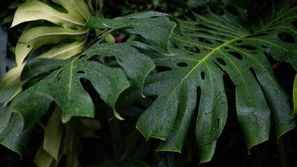 Giant monstera green leaf texture indoor plant