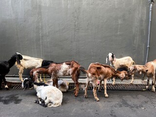 herd of goats