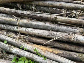 pile of old bamboo