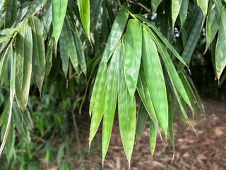 green leaves in the garden