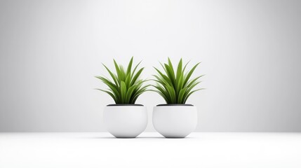 Fototapeta premium Two Potted Plants Minimalist Style High-resolution Lighting Centered Composition Simple Design Peaceful Scene White Background Serene Mood Ideal for Home Decor