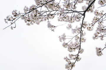 White cherry blossoms, swaying in the wind, close-up