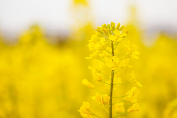 Obraz premium Spring, close-up of rape blossoms glowing yellow 