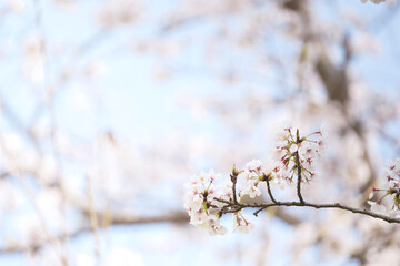 White cherry blossoms, swaying in the wind, close-up