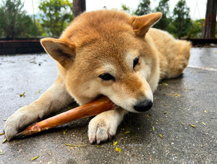Shiba Inu puppy looks like a little fox	