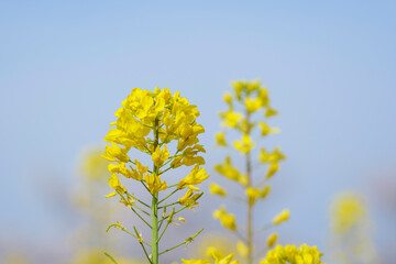 Spring, close-up of rape blossoms glowing yellow	