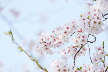 White cherry blossoms, swaying in the wind, close-up
