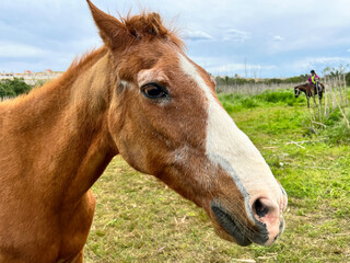 Head of white horse with red hair