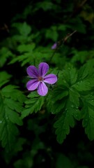 fioletowy słodzinek