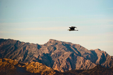 Solitary Bird Flying Over Rocky Mountain Range Under Clear Blue Sky at Sunset.