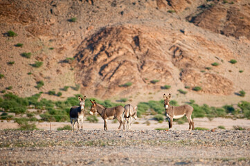 Group of Wild Donkeys Standing in Rocky Desert Landscape with Mountain Background.