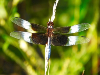 widow skimmer dragonfly wetlands marshes Ohio close