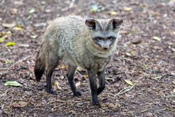 A bat-eared fox on the prowl 