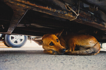 Stray dog hiding under car on city street.