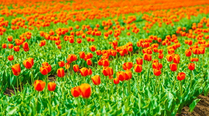 Colorful flowers growing in an agricultural field, Almere, Flevoland, The Netherlands, April 25, 2025