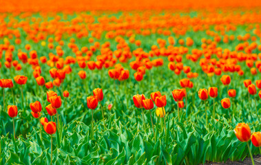 Colorful flowers growing in an agricultural field, Almere, Flevoland, The Netherlands, April 25, 2025