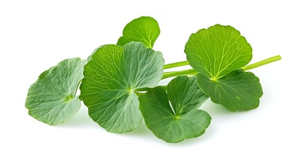 Gotu Kola Herb displaying freshness and medicinal qualities against white backdrop