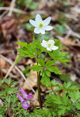 Primroses. The first spring flowers in the forest. Flower meadow.