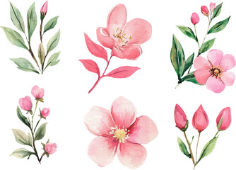 pink and white flowers