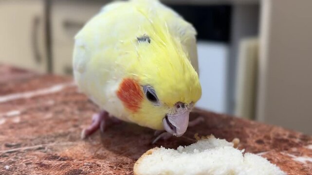 A corella parrot sits on a brown table and eats white bread