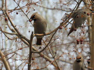 bird on a branch
