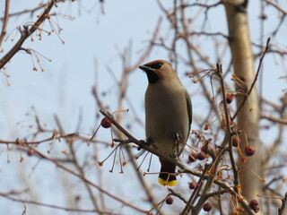 robin on branch