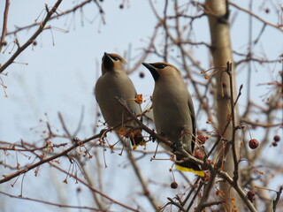 bird on a branch