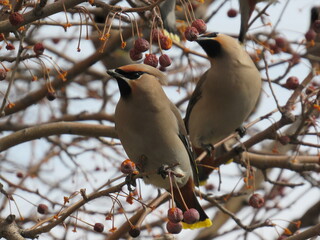 bird on a branch