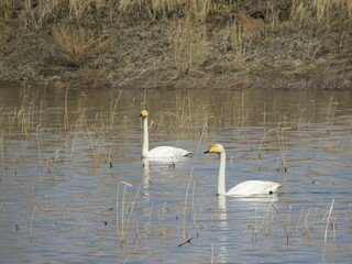 swan in the lake