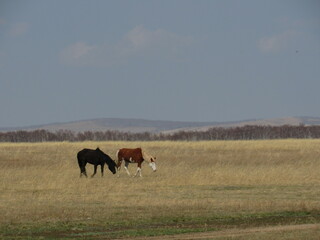 horse and foal