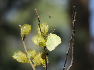 willow branch in spring