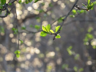 green leaves on a branch