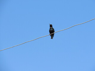 crow on a branch