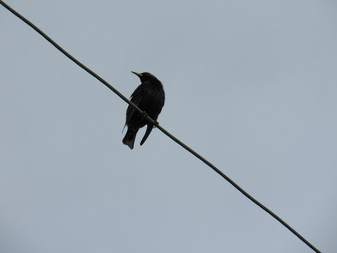bird on a wire