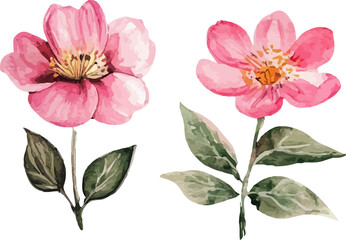 set of pink flowers isolated