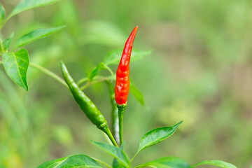 Close-up of vibrant red chili peppers on a plant.