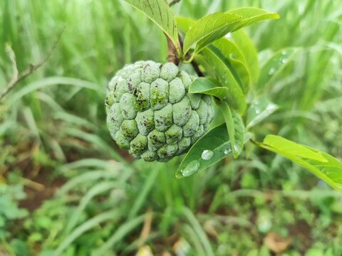 soursop fruit on the tree, looks green and fresh, close up photo
