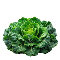 Fresh Green Cabbage Vibrant Vegetable Photo isolated on transparent background