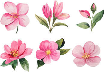 set of pink flowers