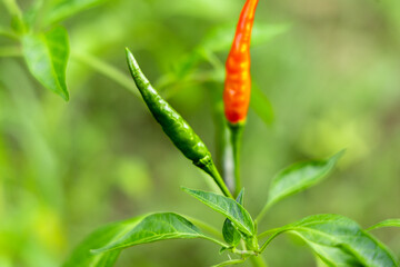 Close-up of vibrant red chili peppers on a plant.