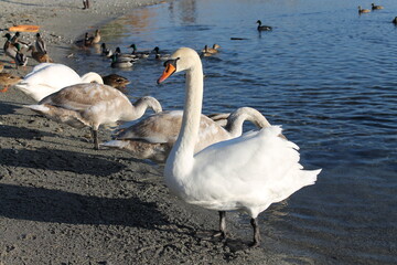 Cygne de face au bord du lac