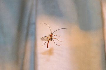 Short-tailed Ichneumonid Wasp (Leptophion) at night, South Australia