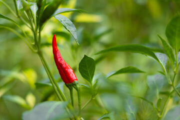 Close-up of vibrant red chili peppers on a plant.