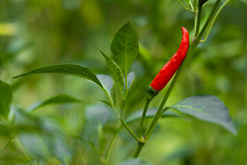Close-up of vibrant red chili peppers on a plant.