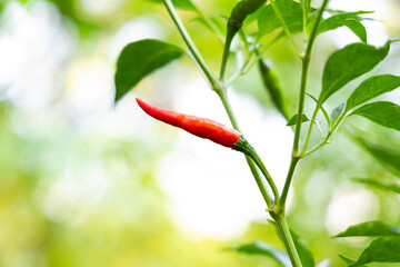 Close-up of vibrant red chili peppers on a plant.