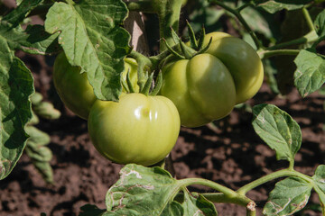 Tomatoes thrive thanks to ample water, organic fertilizer, and sunlight