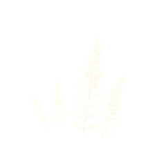 Obraz premium Botanical Illustration - ferns in sage and cream for stationery 