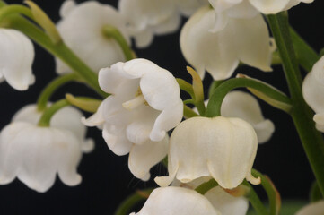 Clochettes de muguet en gros plan sur fond noir.
