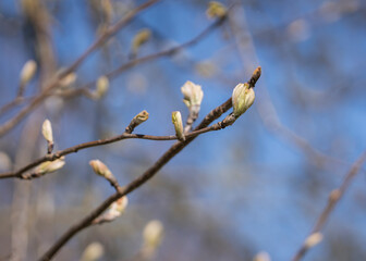 Spring background, buds of rowan or  mountain-ash (sorbus aucuparia). The buds of mountain ash on the branches of tree in spring. 