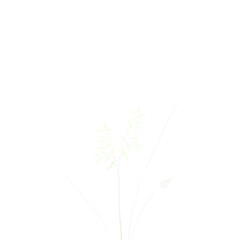 Fototapeta premium Botanical Illustration - ferns in sage and cream for stationery 